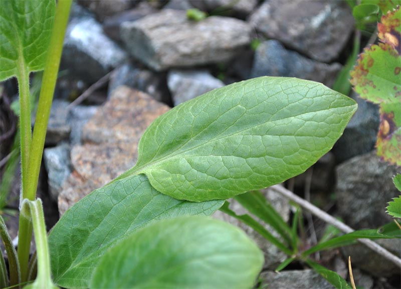 Изображение особи Valeriana alpestris.