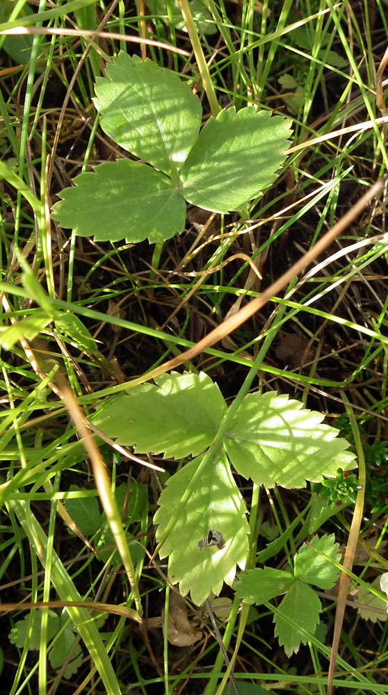 Image of Archangelica officinalis specimen.