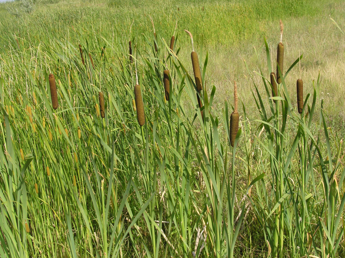 Изображение особи Typha latifolia.