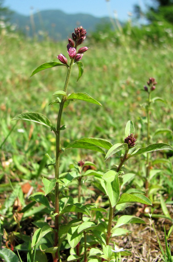 Image of Lysimachia dubia specimen.