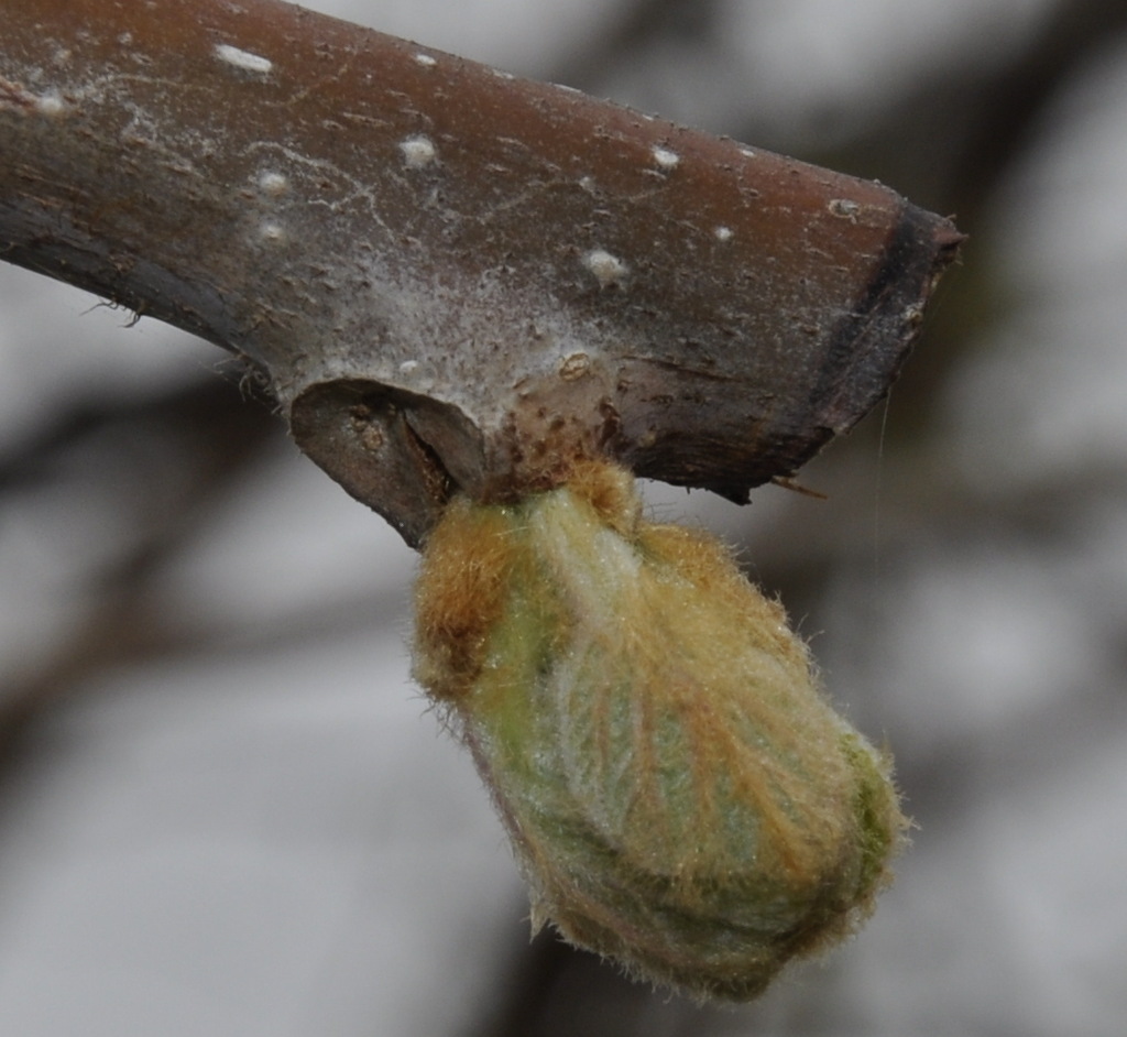 Image of Actinidia chinensis var. deliciosa specimen.