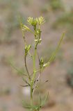 Sisymbrium altissimum. Соцветие с цветками и завязавшимися плодами. Казахстан, хр. Шолак, северней вдхр. Капчагай. 22.05.2013.