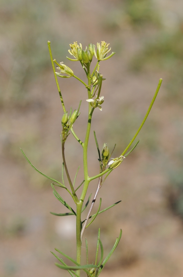 Image of Sisymbrium altissimum specimen.