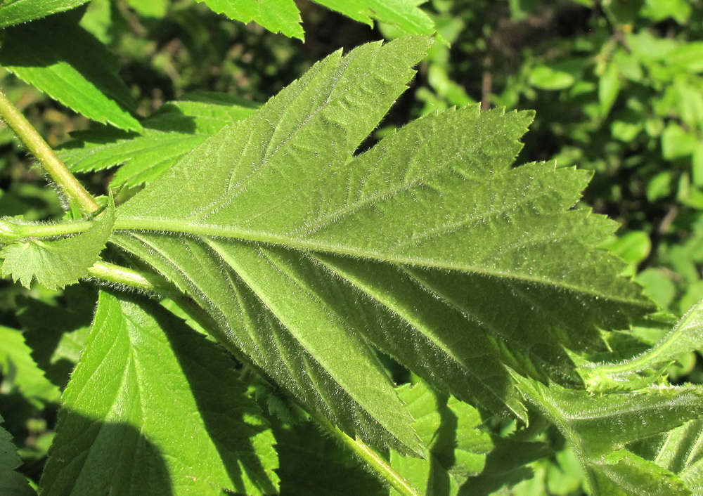 Image of Crataegus sanguinea specimen.