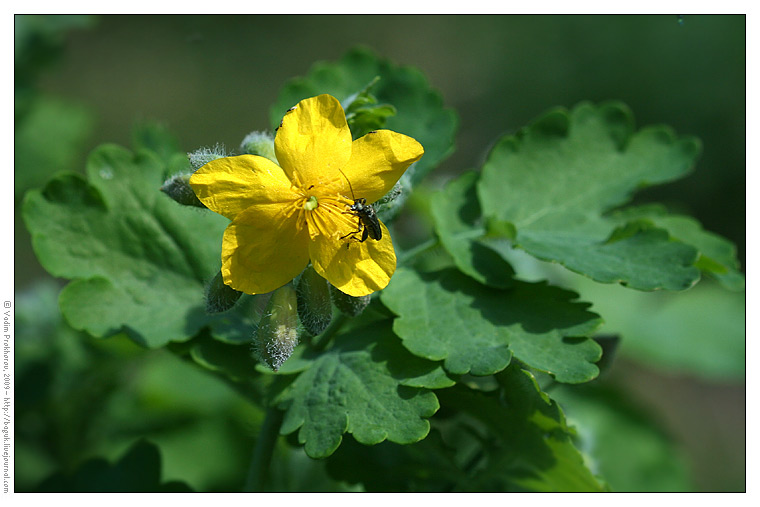 Image of Chelidonium majus specimen.