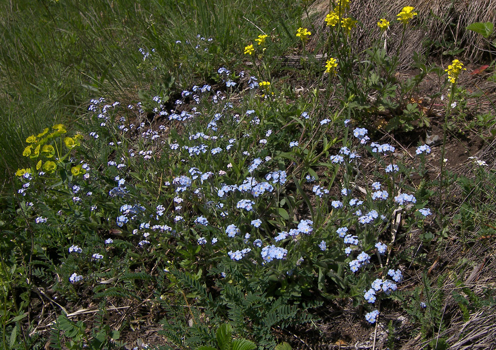 Image of Myosotis lithospermifolia specimen.