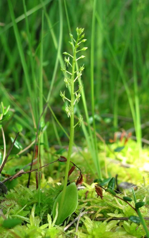 Image of Malaxis monophyllos specimen.