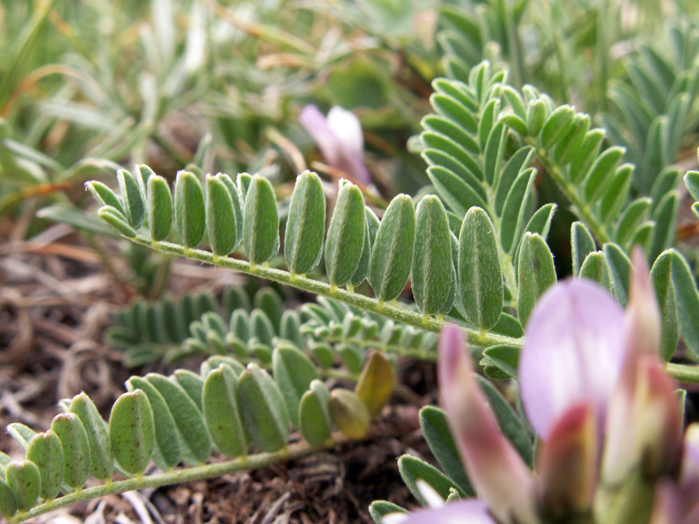 Изображение особи Astragalus tibetanus.