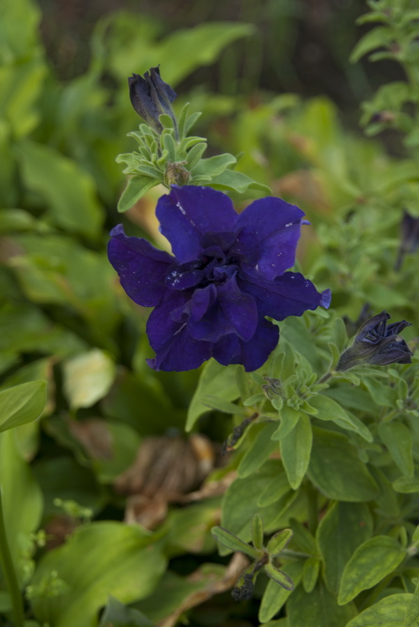 Изображение особи Petunia &times; hybrida.