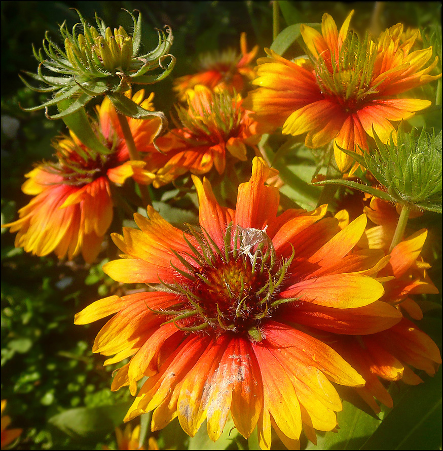 Image of Gaillardia aristata specimen.