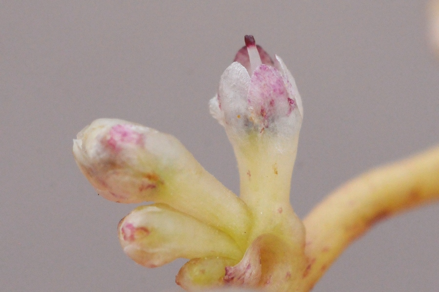 Image of Cuscuta engelmanii specimen.