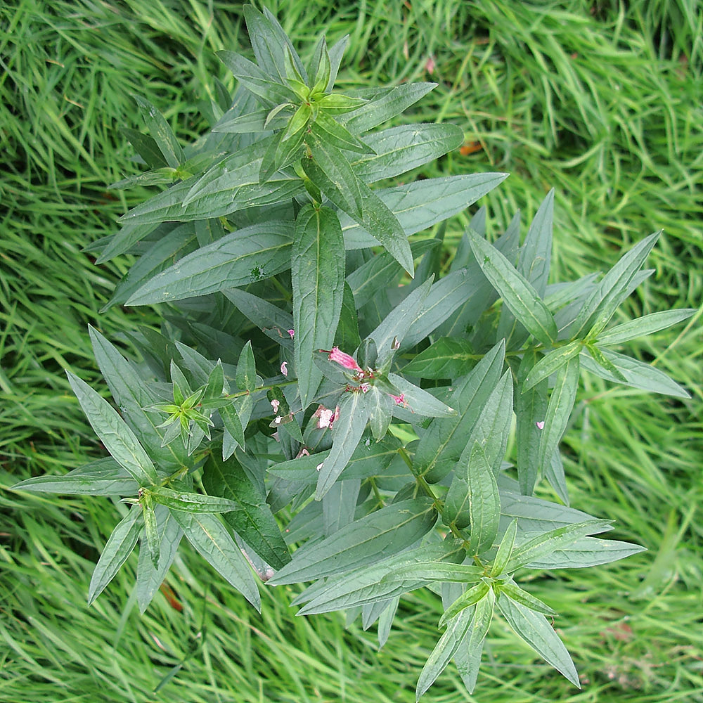 Image of Lythrum virgatum specimen.