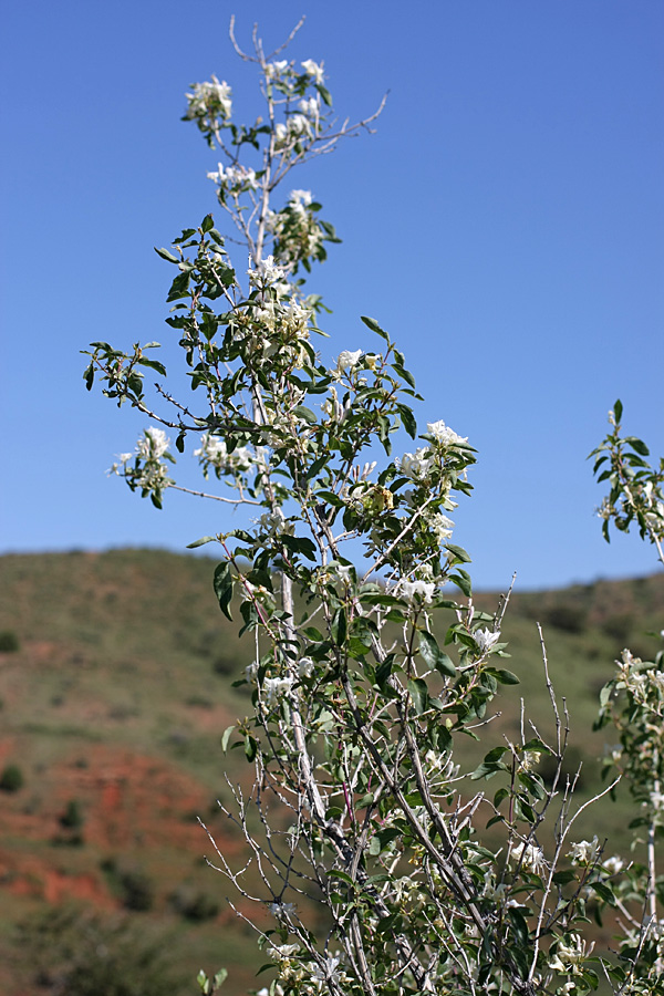 Изображение особи Lonicera nummulariifolia.