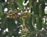 Lagerstroemia speciosa. Часть ветви с соплодиями. Таиланд, национальный парк Си Пханг-нга. 20.06.2013.