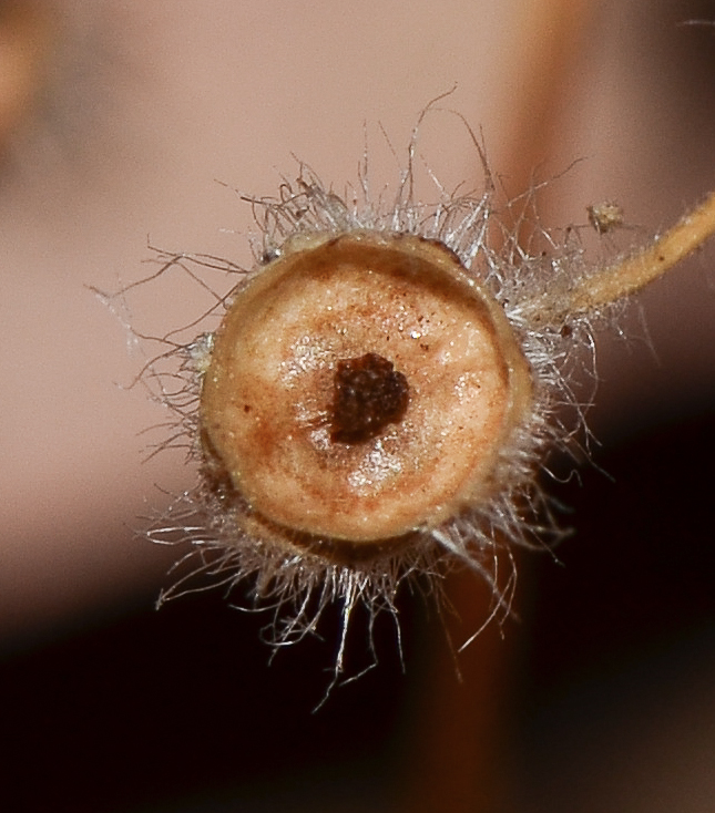 Image of Kickxia elatine specimen.