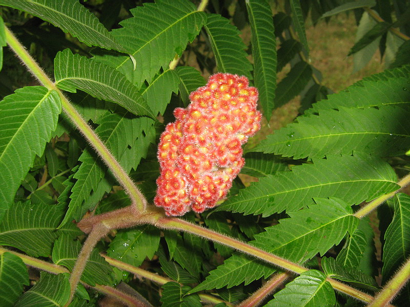 Image of Rhus typhina specimen.