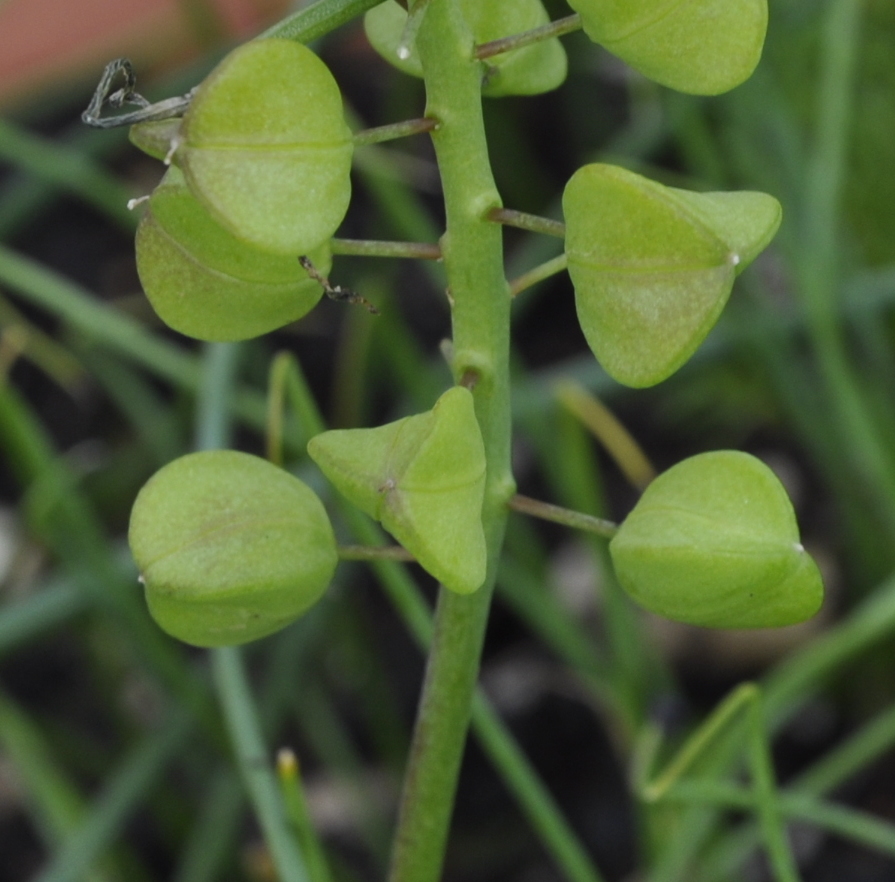 Image of Muscari pulchellum specimen.