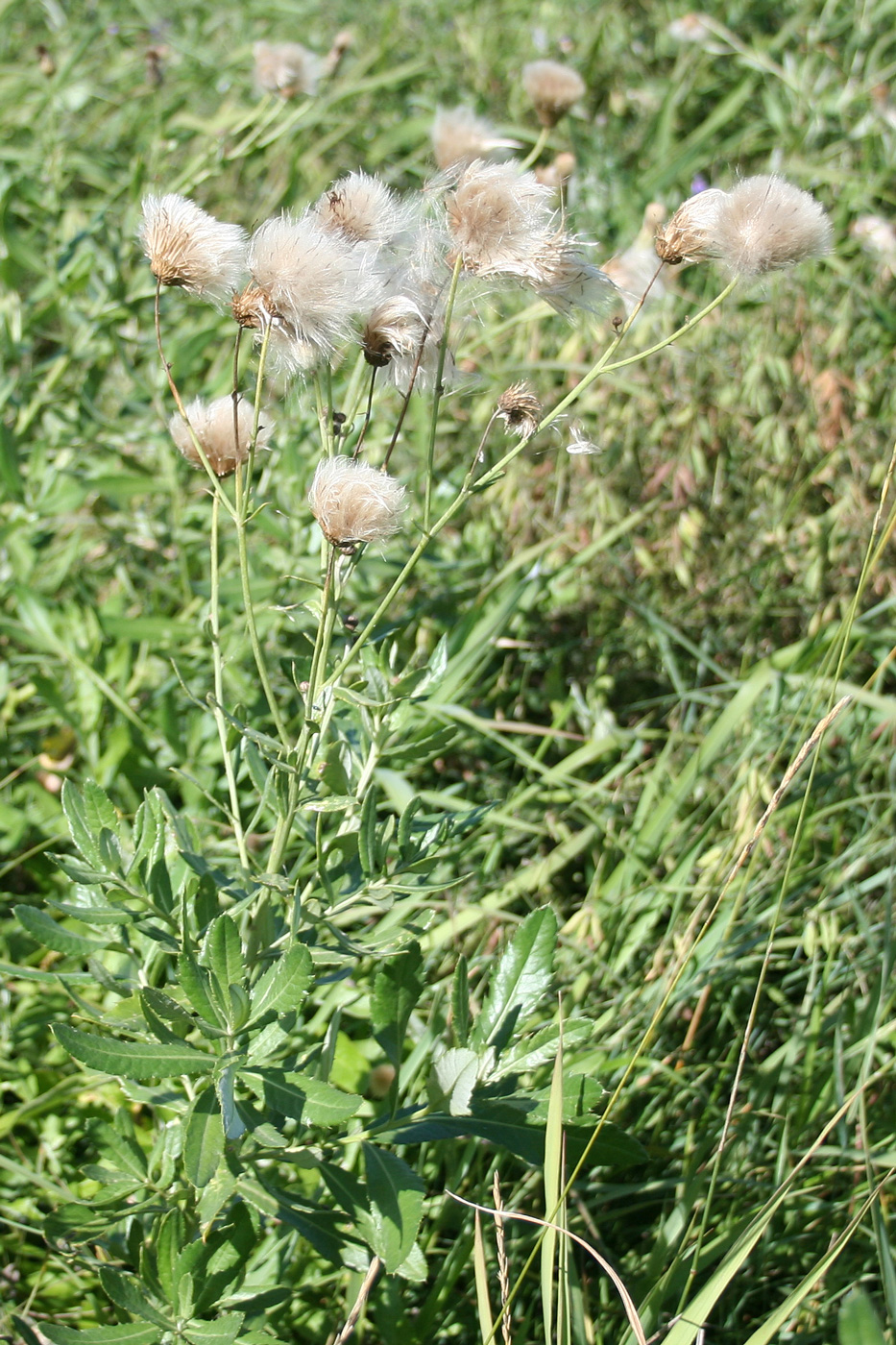 Изображение особи Cirsium incanum.