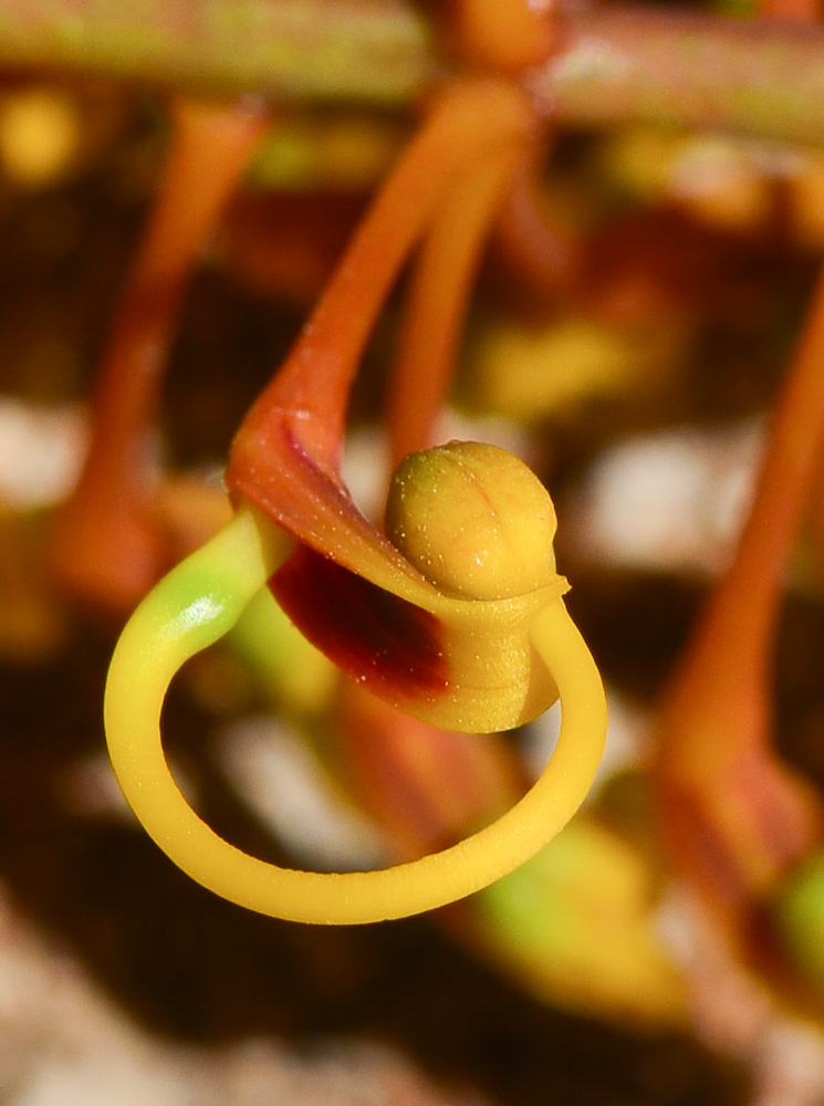 Image of Grevillea robusta specimen.