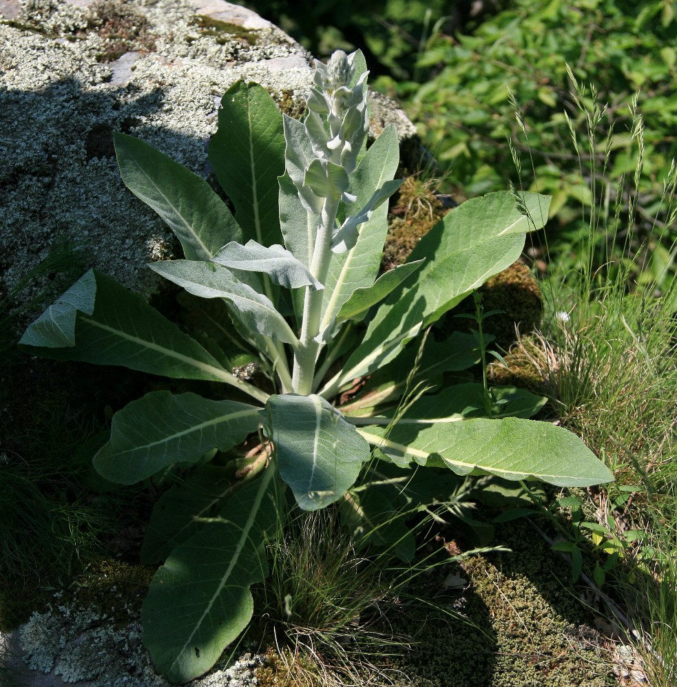 Image of Verbascum gnaphalodes specimen.