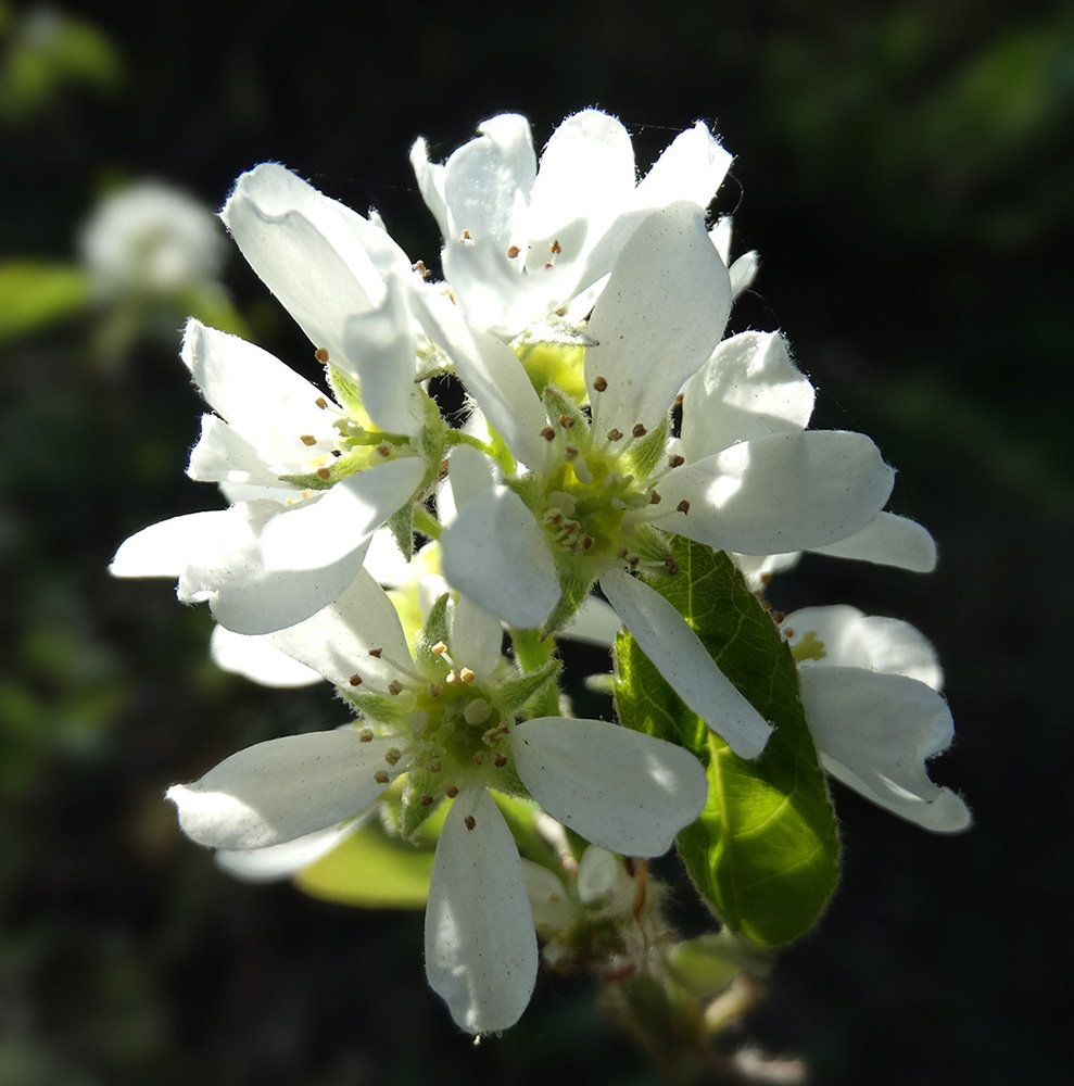 Image of Amelanchier ovalis specimen.