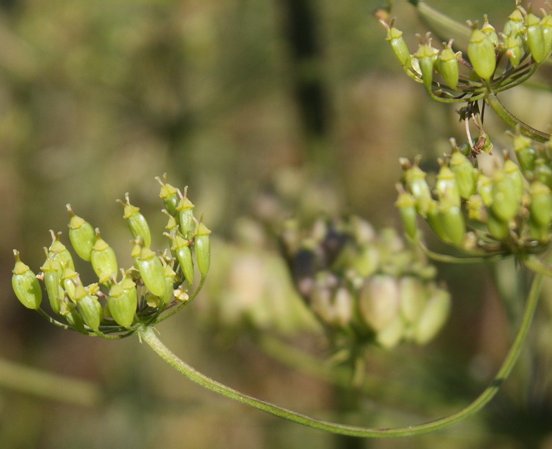 Image of Heracleum sibiricum specimen.