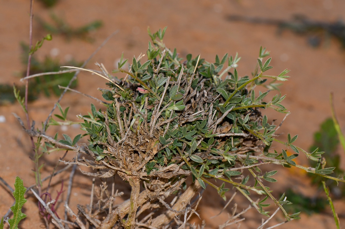 Изображение особи Argyrolobium uniflorum.