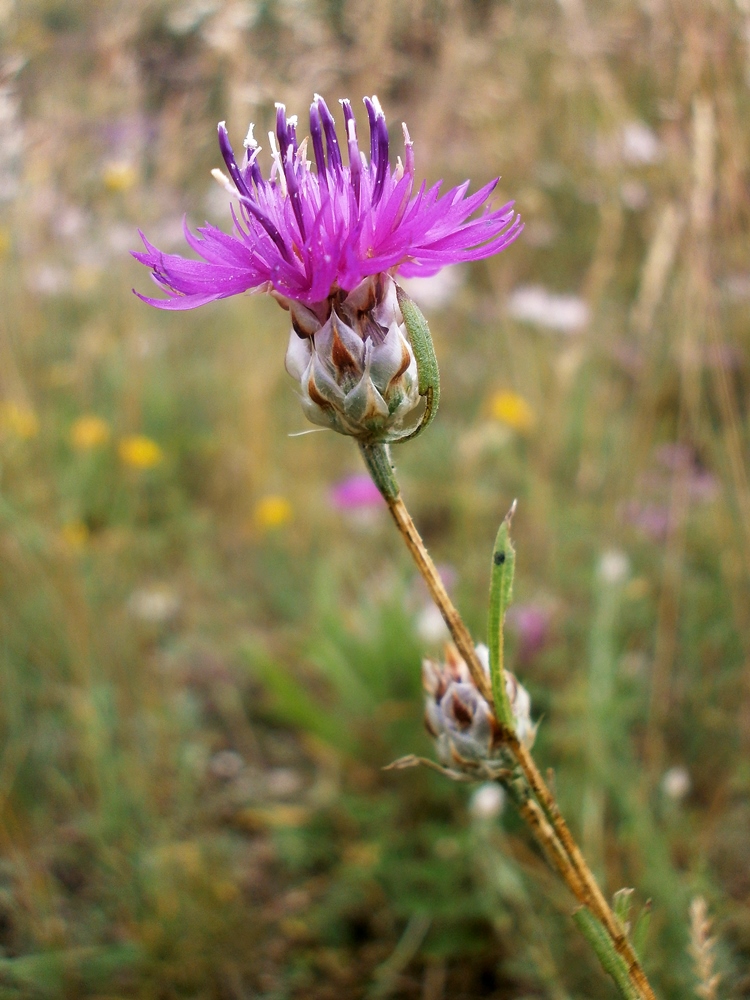 Image of Centaurea sterilis specimen.