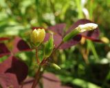 Oxalis stricta