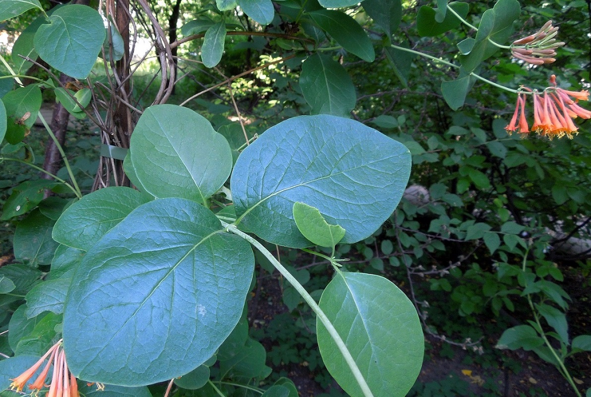 Image of Lonicera &times; brownii specimen.