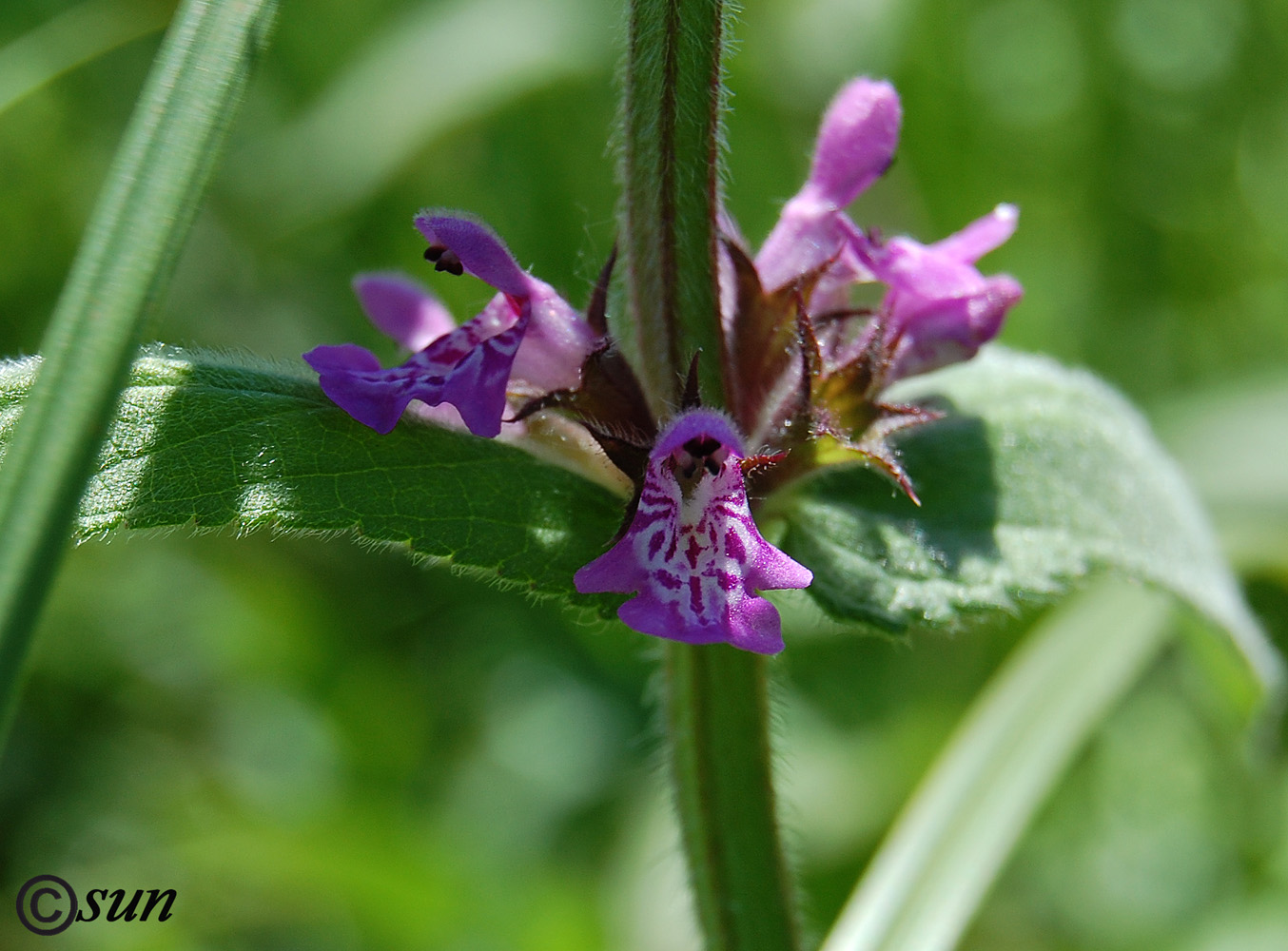 Image of Stachys palustris specimen.