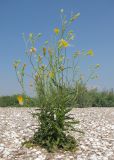 Sonchus arvensis. Цветущее растение. Краснодарский край, м/о Анапа, окр. станицы Благовещенская, Кизилташский лиман, коса Голенькая, ракушечный пляж. 09.08.2014.