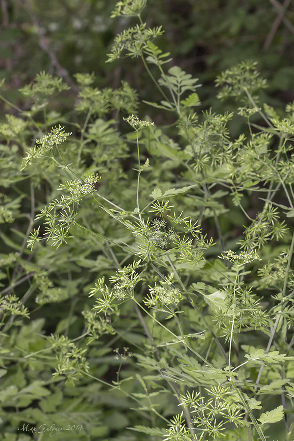 Image of Chaerophyllum temulum specimen.