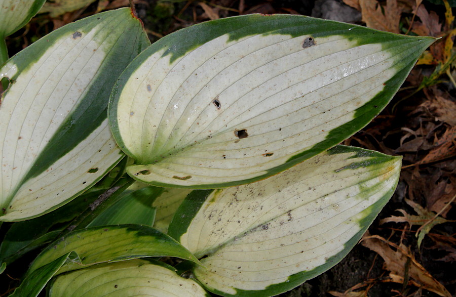 Image of Hosta fortunei specimen.