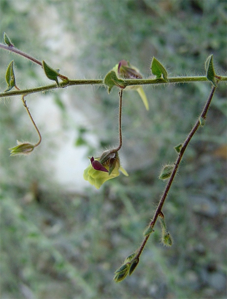 Image of Kickxia caucasica specimen.