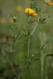 Lotus corniculatus. Побег с соцветиями. Белгородская обл., пос. Борисовка, усадьба заповедника, суходольный луг. 03.07.2009.