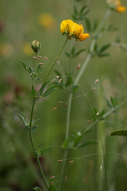 Image of Lotus corniculatus specimen.