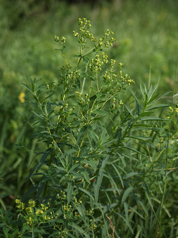 Image of Euphorbia semivillosa specimen.