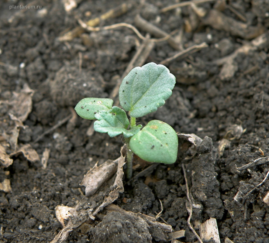 Image of Hibiscus trionum specimen.