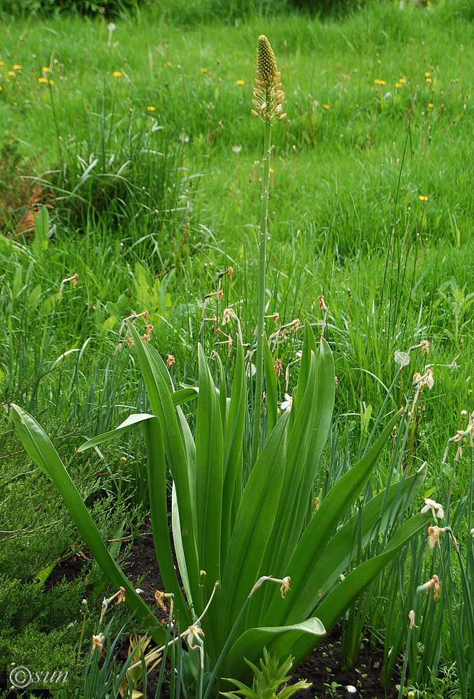 Image of Eremurus robustus specimen.