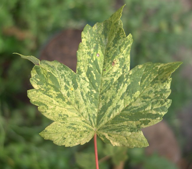 Image of Acer pseudoplatanus specimen.