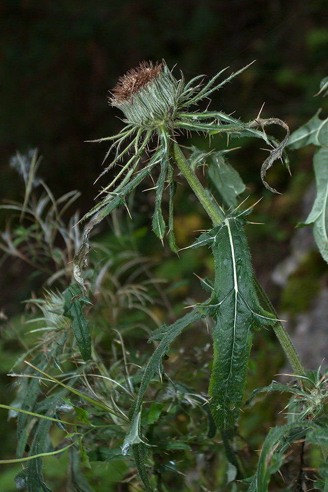 Изображение особи род Cirsium.