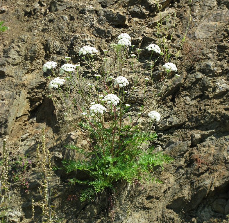 Image of Kitagawia baicalensis specimen.