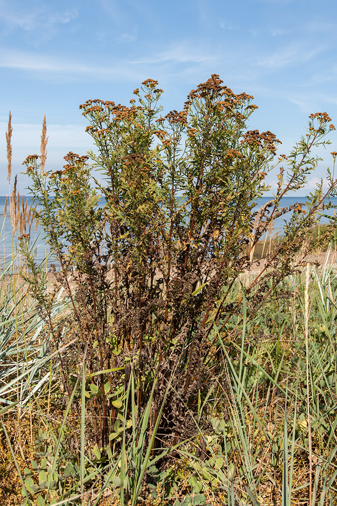 Image of Tanacetum vulgare specimen.