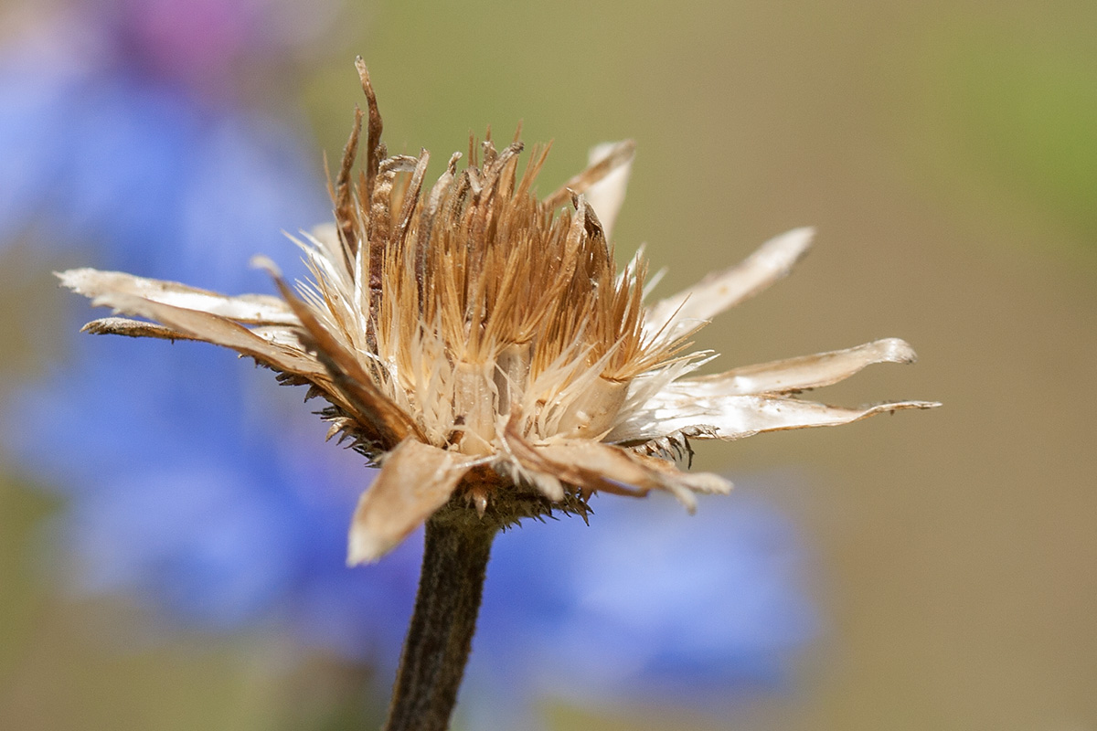 Image of Centaurea cyanus specimen.