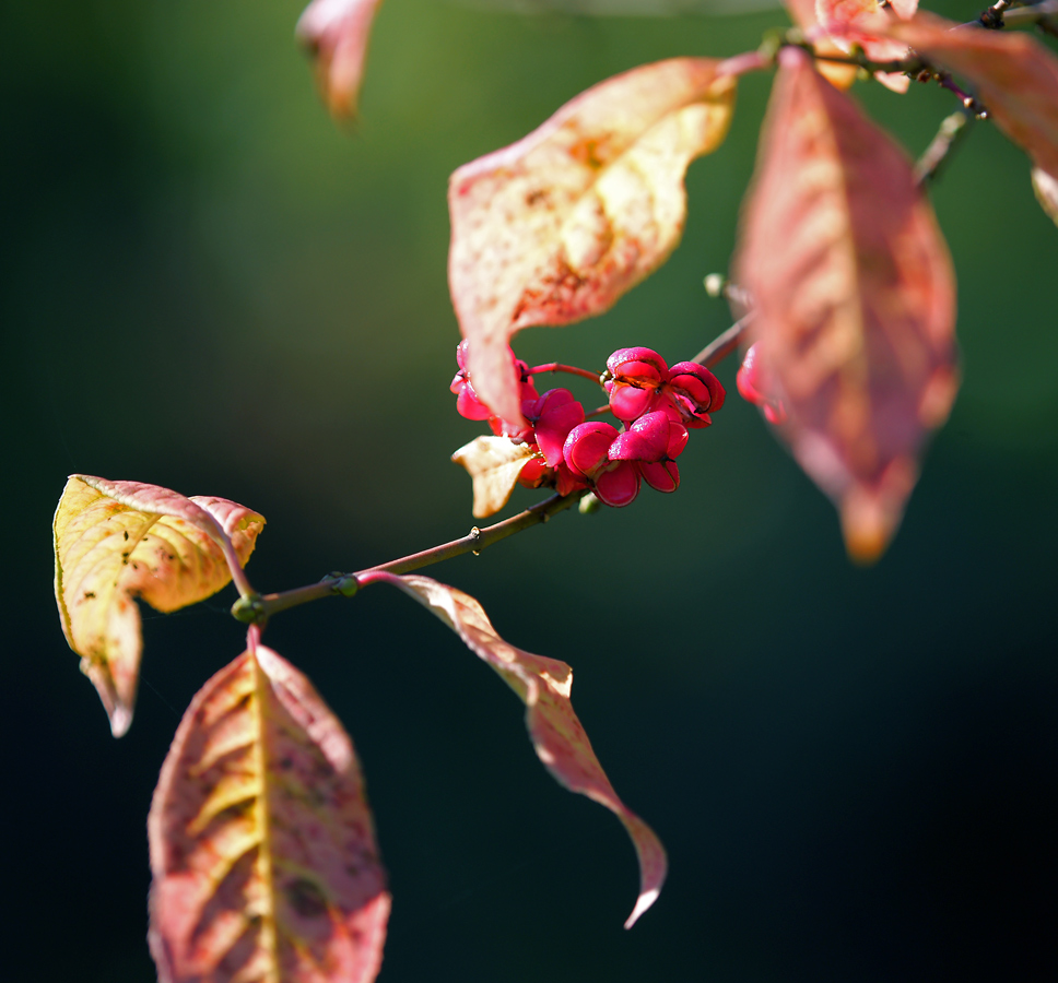 Image of Euonymus europaeus specimen.