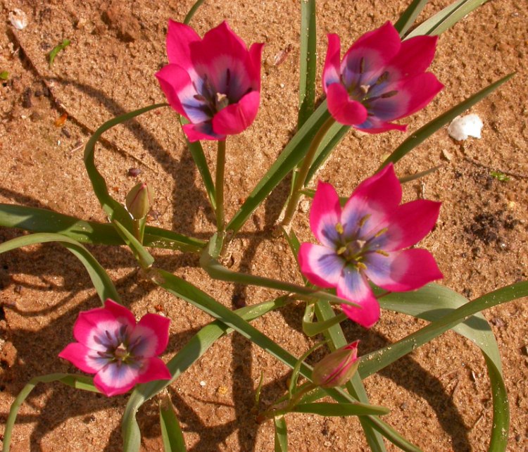 Image of Tulipa humilis specimen.