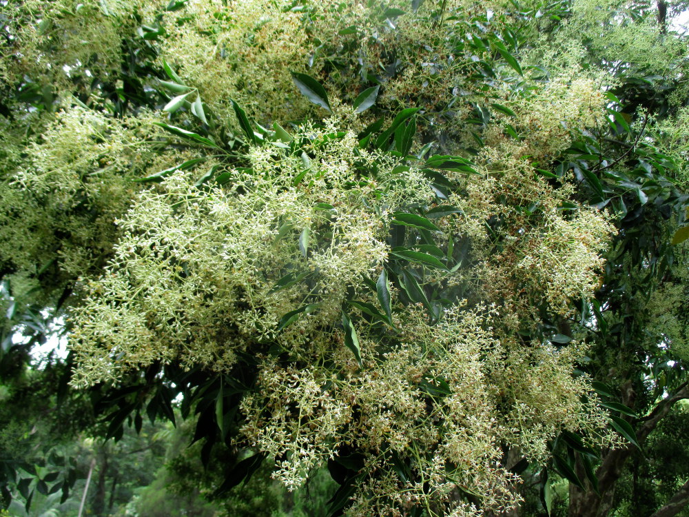 Image of Fraxinus griffithii specimen.