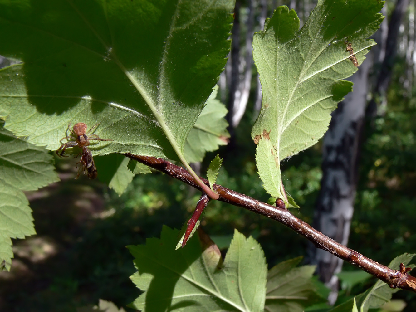 Image of Crataegus chlorocarpa specimen.