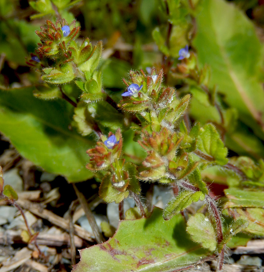 Image of Veronica arvensis specimen.